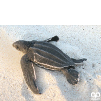 گونه لاکپشت چرمی Leatherback Turtle